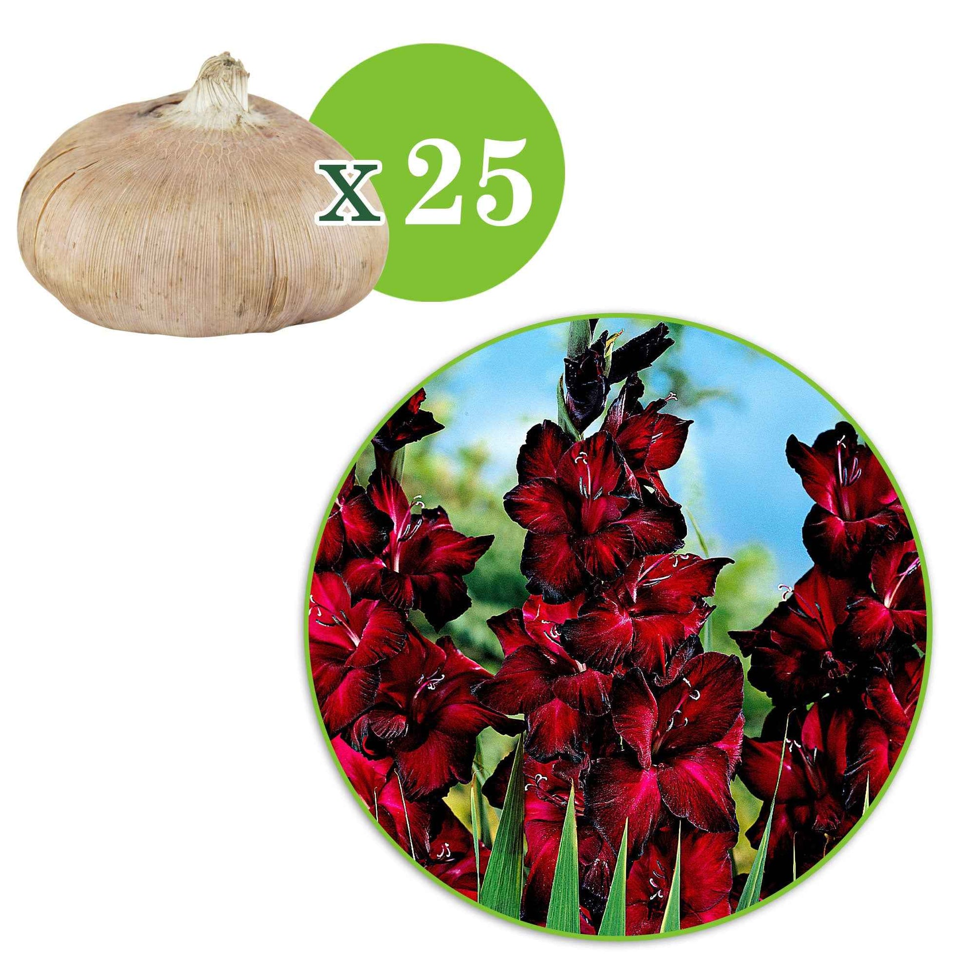 Gladiool 'Black Jack' (x25) - Gladiolus 'black jack' - Zomerbloeiers