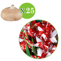 Grootbloemige gladiool 'Zizanie' (x25) - Gladiolus zizanie - Zomerbloeiers