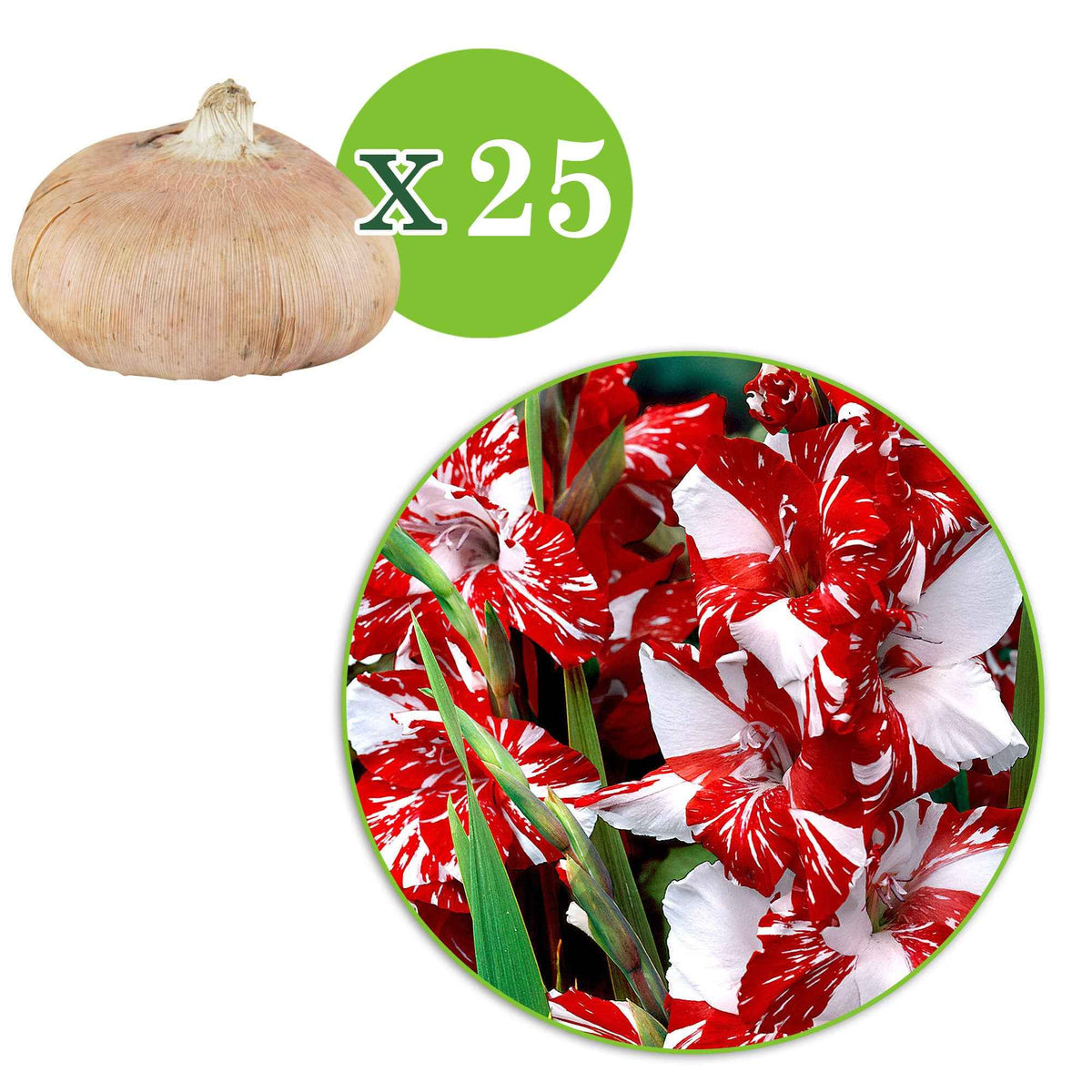 Gladiolen - Grootbloemige gladiool 'Zizanie' (x25) - Gladiolus zizanie