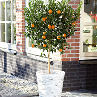 Mandarijnboom - Citrus reticulata - Fruit