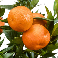 Mandarijnboom - Citrus reticulata - Mandarijn