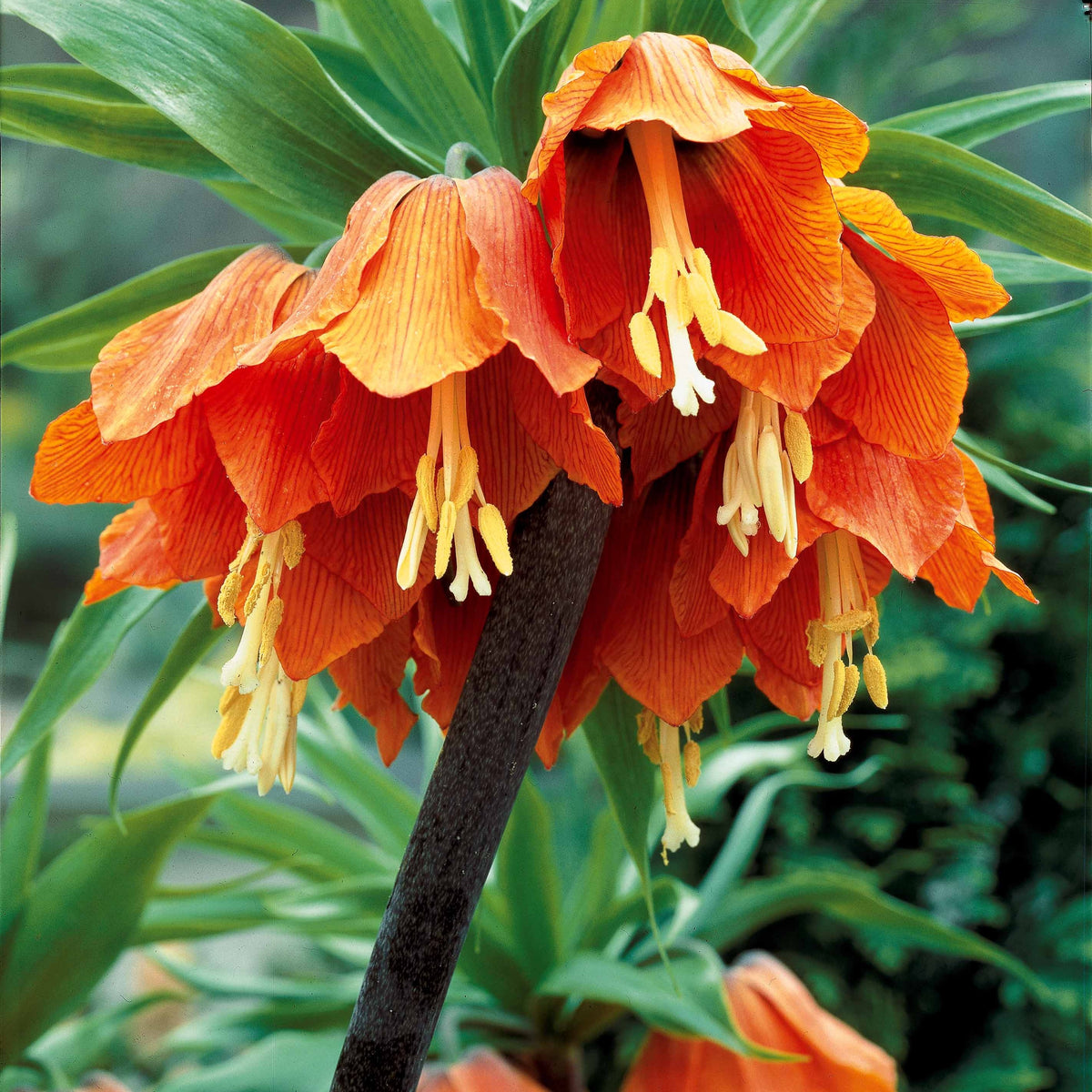 Oranje keizerskroon - Fritillaria imperialis - Bakker
