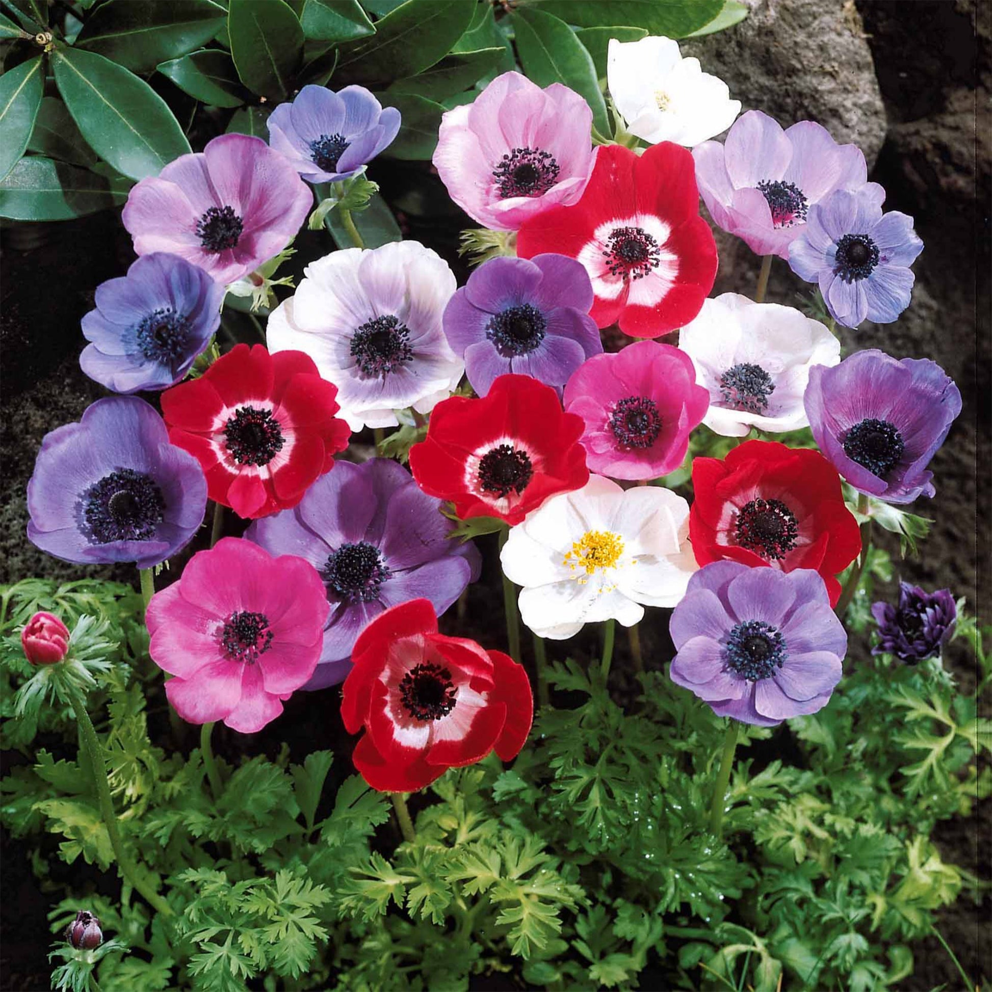 Anemoon - Anemoon de Caen - Mix - Anemone coronaria de Caen