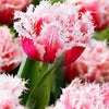 Tulp 'Queensland' (x5) - Tulipa queensland - Bloembollen