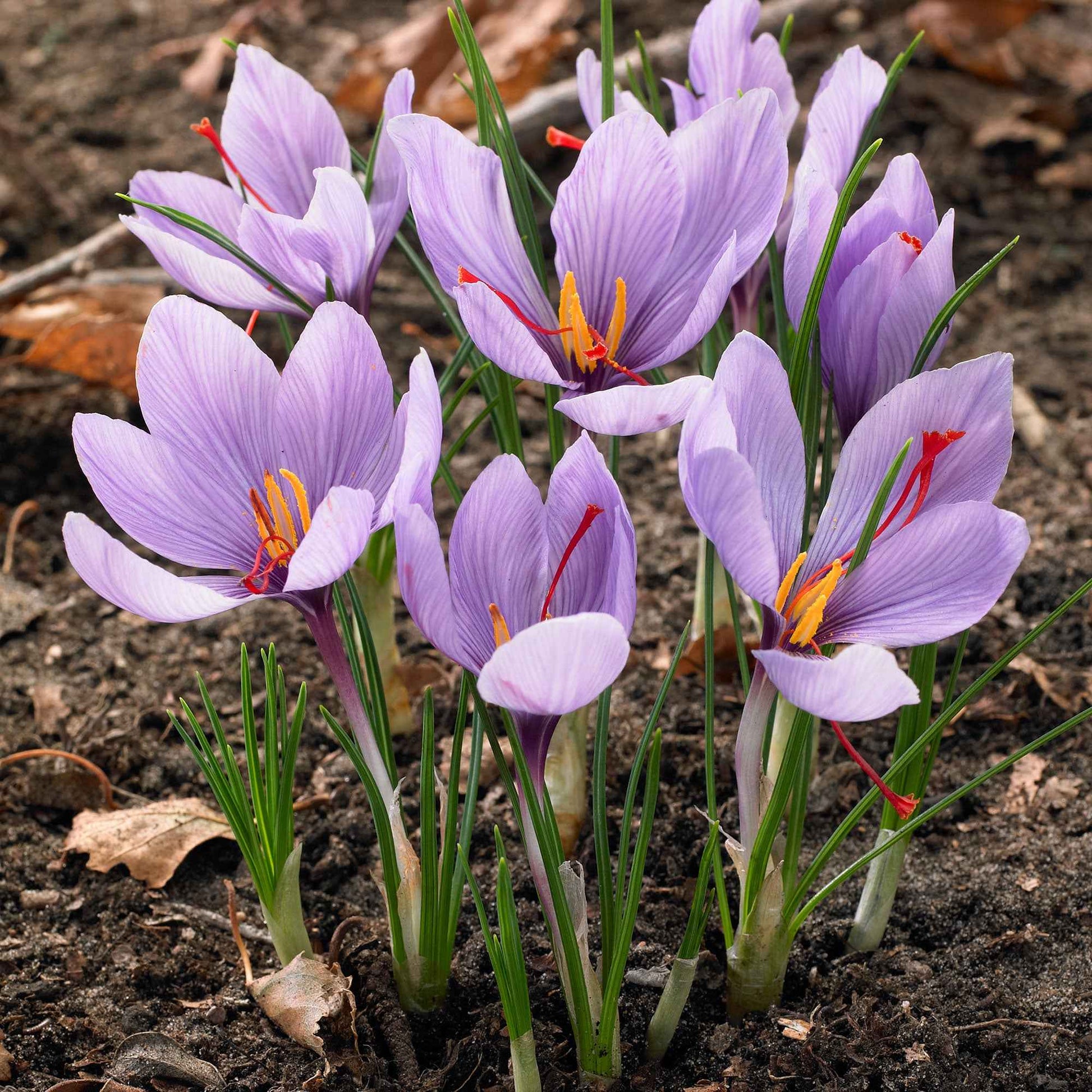 Saffraankrokus (x10) - Crocus sativus - Voorjaarsbloeiers
