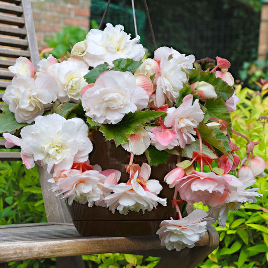 Begonia 'Angelique' (x5) - Begonia odorata angélique - Bloembollen