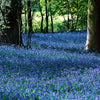 Oosterse sterhyacint - Scilla siberica - Bloembollen