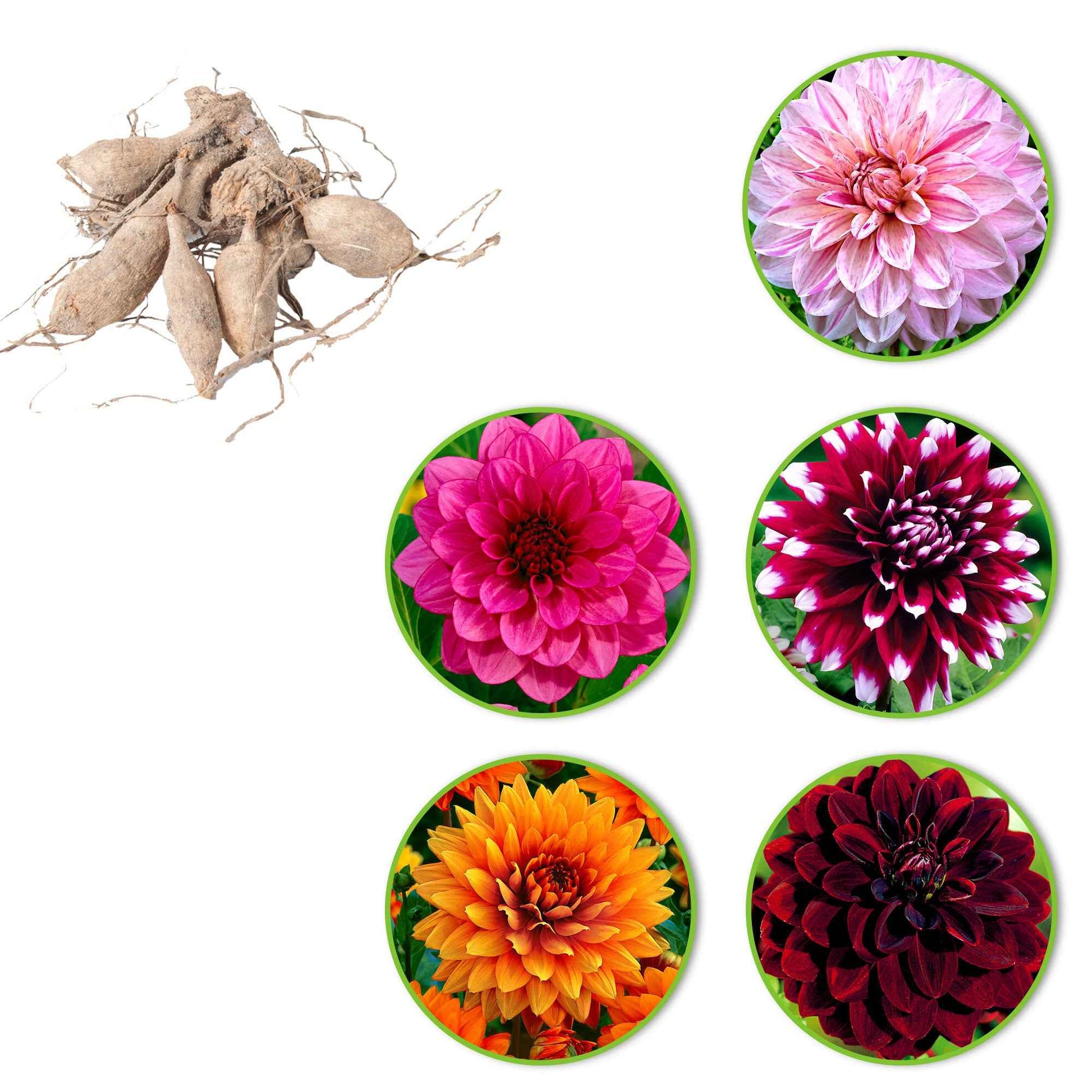 Grootbloemige dahlia - Mix (x5) - Dahlia - Dahlia's