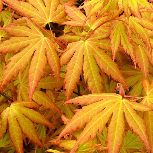 Japanse esdoorn 'Orange Dream' - Acer palmatum orange dream - Tuinplanten
