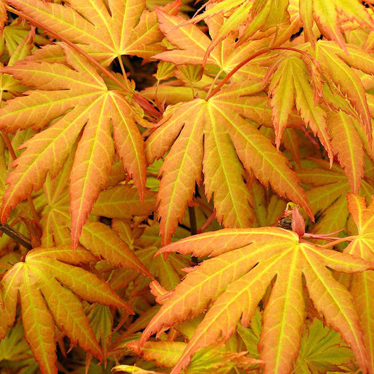 Japanse esdoorn 'Orange Dream' - Bakker