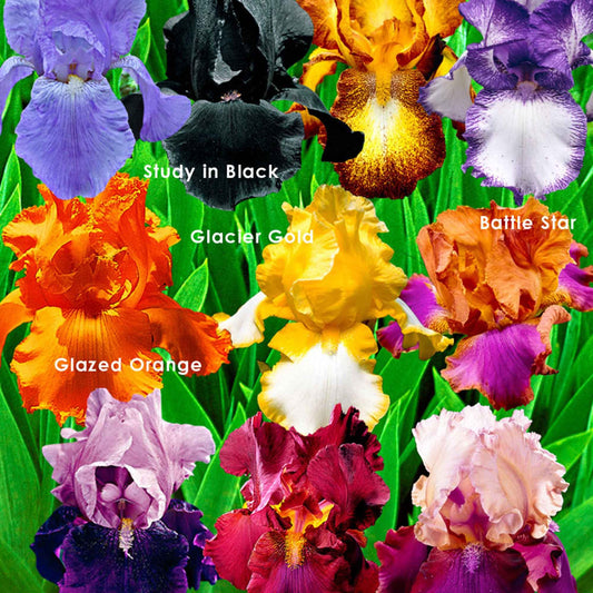 Iris - Mix 'Flowertastic' - Bakker