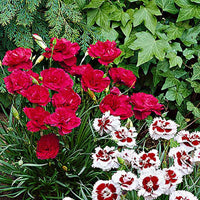 Grasanjer 'David' (x3) - Dianthus plumarius david - Terras- en balkonplanten