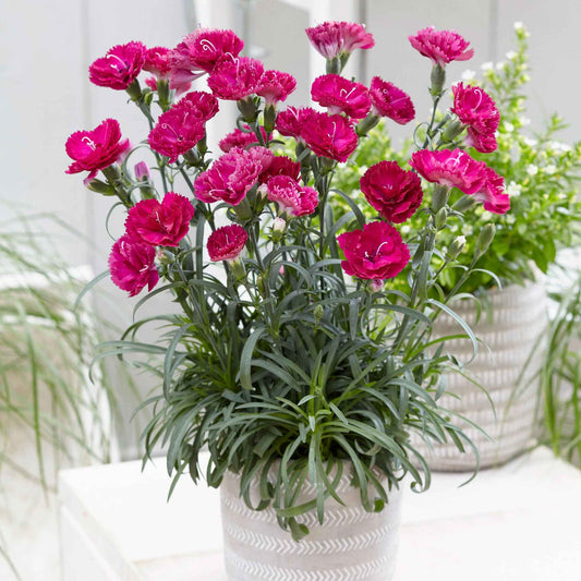 Grasanjer 'Fortuna' (x2) - Dianthus plumarius roseus - Terras- en balkonplanten