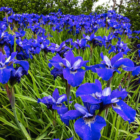 Siberische iris 'Blue Bird' - Iris sibirica blue bird - Vijvers