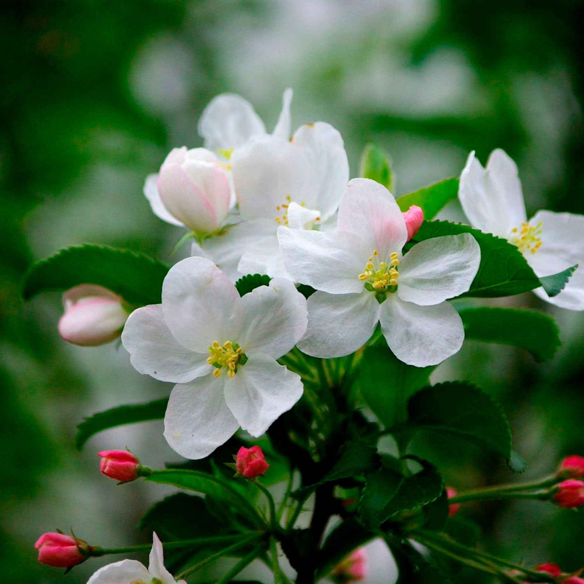 Appelboom - Trio 'Jonagored' + Golden Delicious'+ 'Elstar' - Malus domestica Jonagored, Golden Delicious, Elstar - Bakker