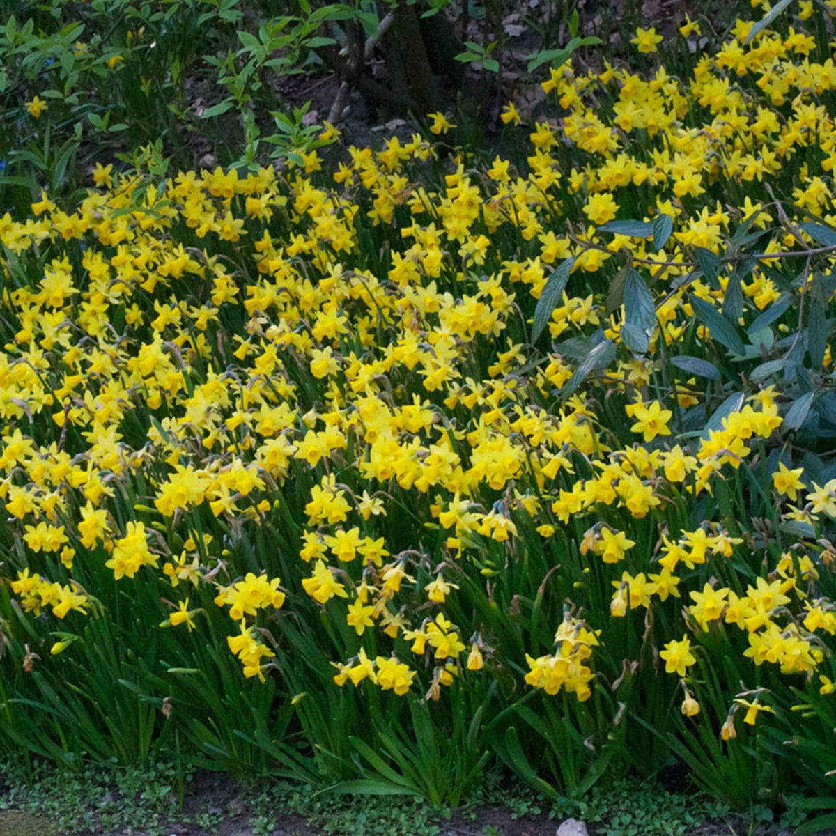 Verkoop Narcis 'Tête-à-Tête' (x10) - Narcissus cyclamineus Tête à Tête