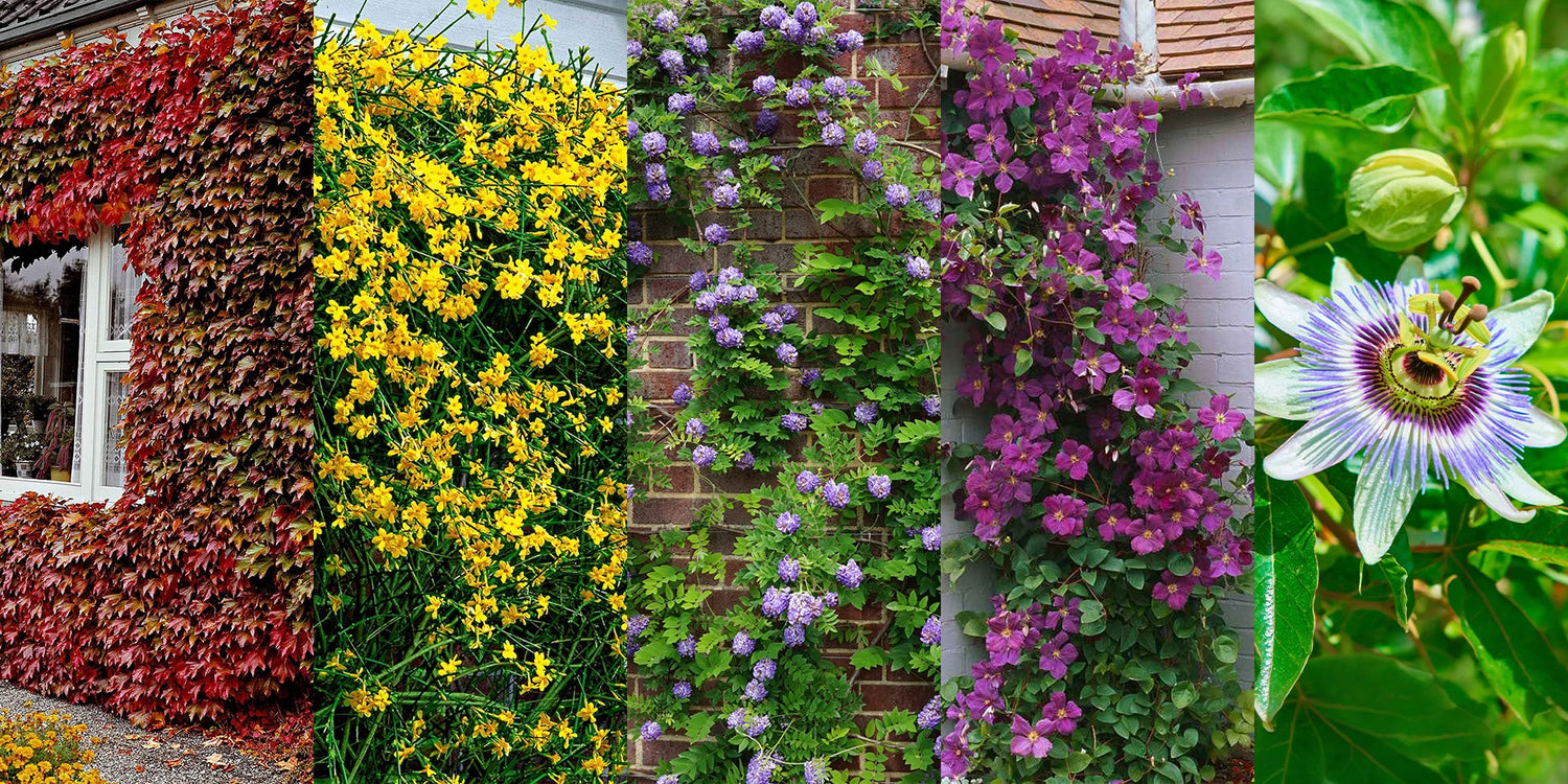 Weekenddeal: onze 5 klimplantenl tot 60% korting!