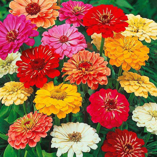 Dahliabloemige Zinnia Mix - Bakker