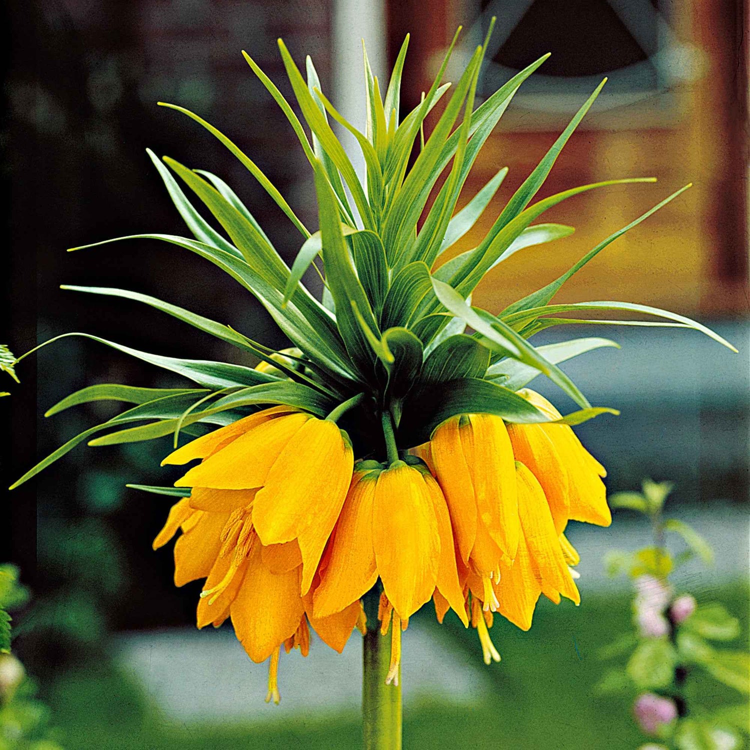 Fritillaria