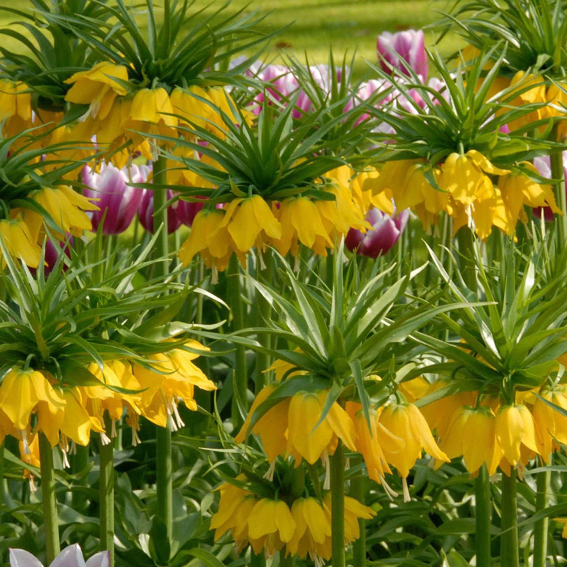 Gele keizerskroon - Fritillaria imperialis - Zomerbloeiers