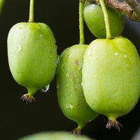 Kiwi 'Issai' - Actinidia arguta issai - Klimfruit