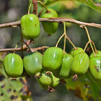 Kiwi 'Issai' - Actinidia arguta issai - Fruit