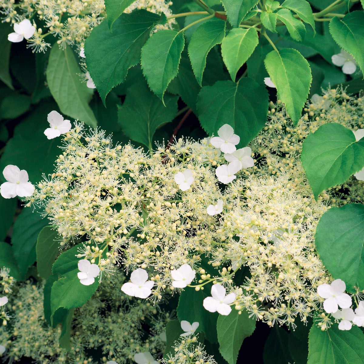Klimhortensia - Klimhortensia - Hydrangea anomala petiolaris