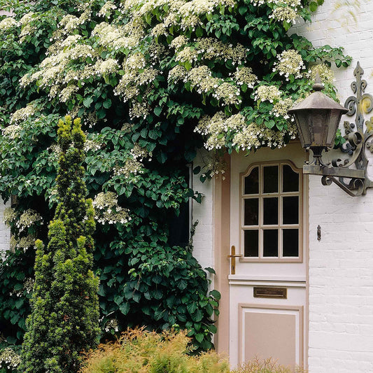 Klimhortensia - Bakker