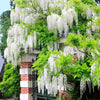 Japanse regen 'Alba - Wisteria sinensis alba - Tuinplanten