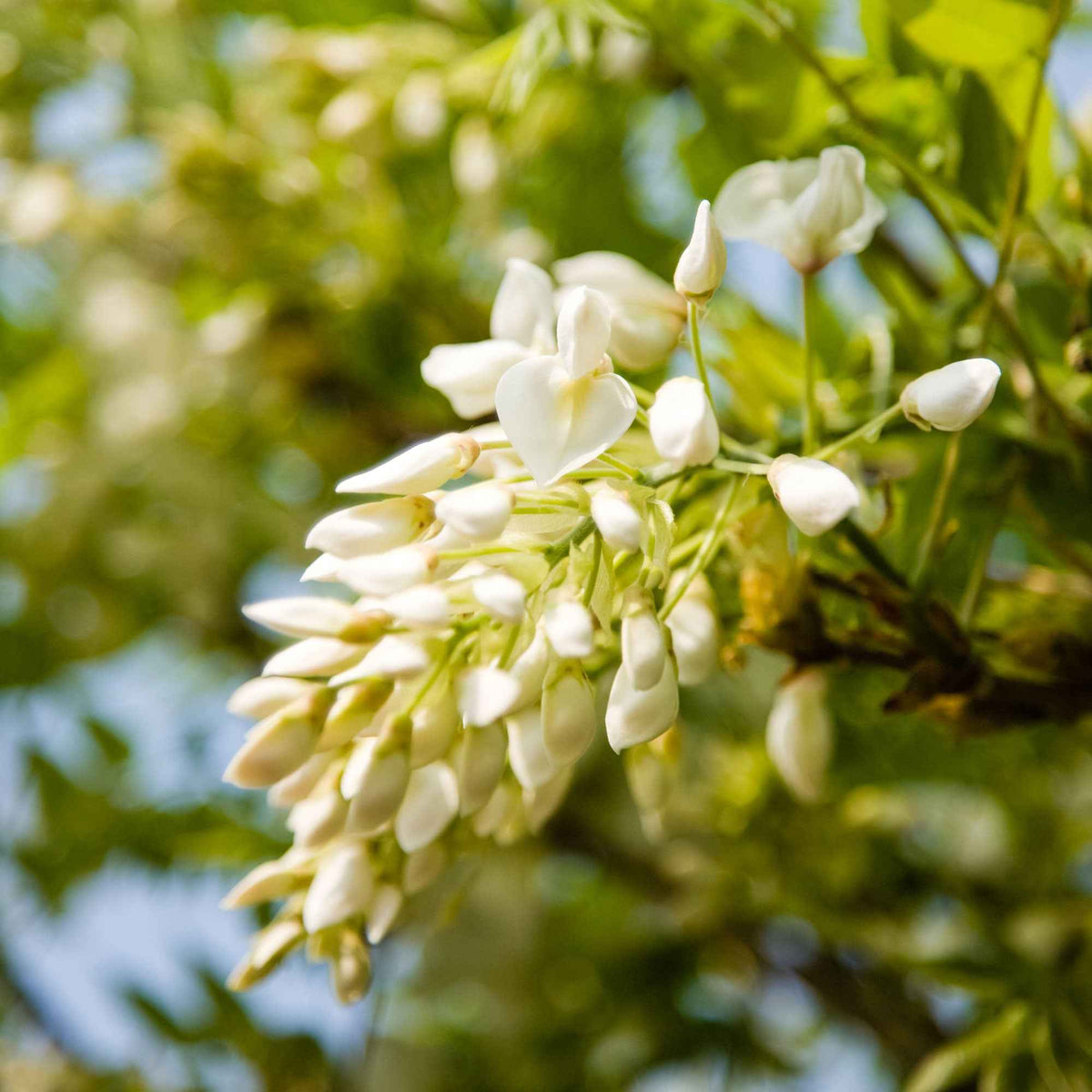 Wisteria - Japanse regen 'Alba - Wisteria sinensis alba