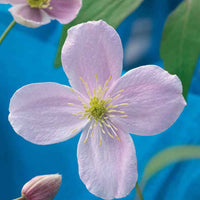 Bosrank 'Rubens' - Clematis montana 'rubens' - Clematis