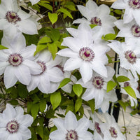 Bosrank 'Miss Bateman' - Clematis miss bateman - Bakker