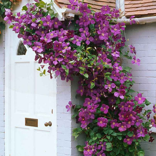 Bosrank 'Jackmanii' - Bakker