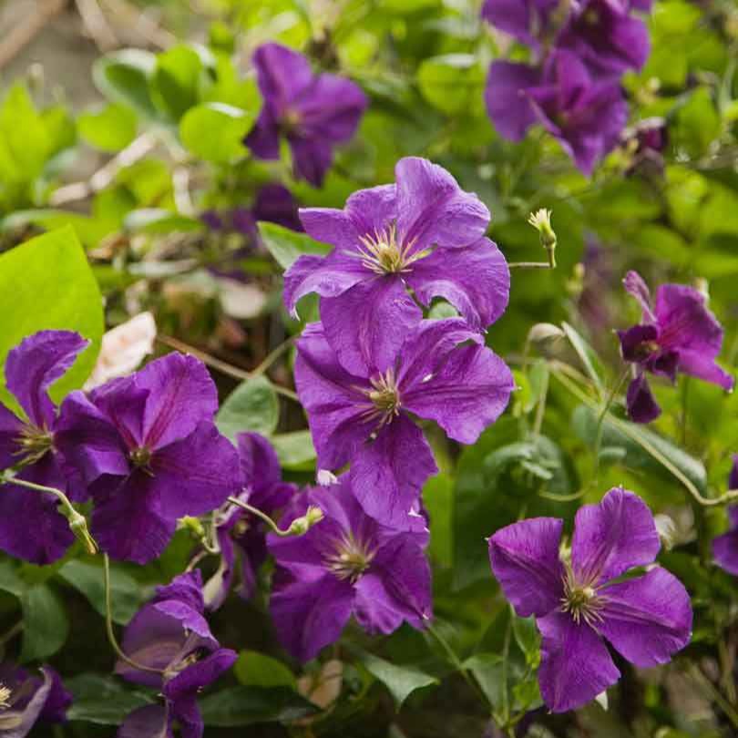 Clematis Jackmanii - Bosrank 'Jackmanii' - Clematis