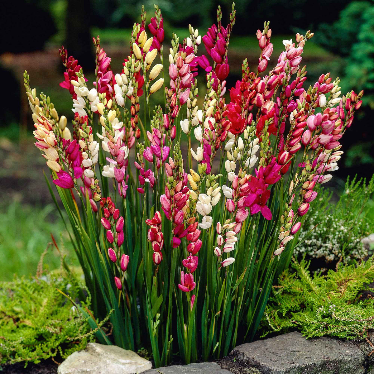 Ixia - Mix - Ixia - Bakker