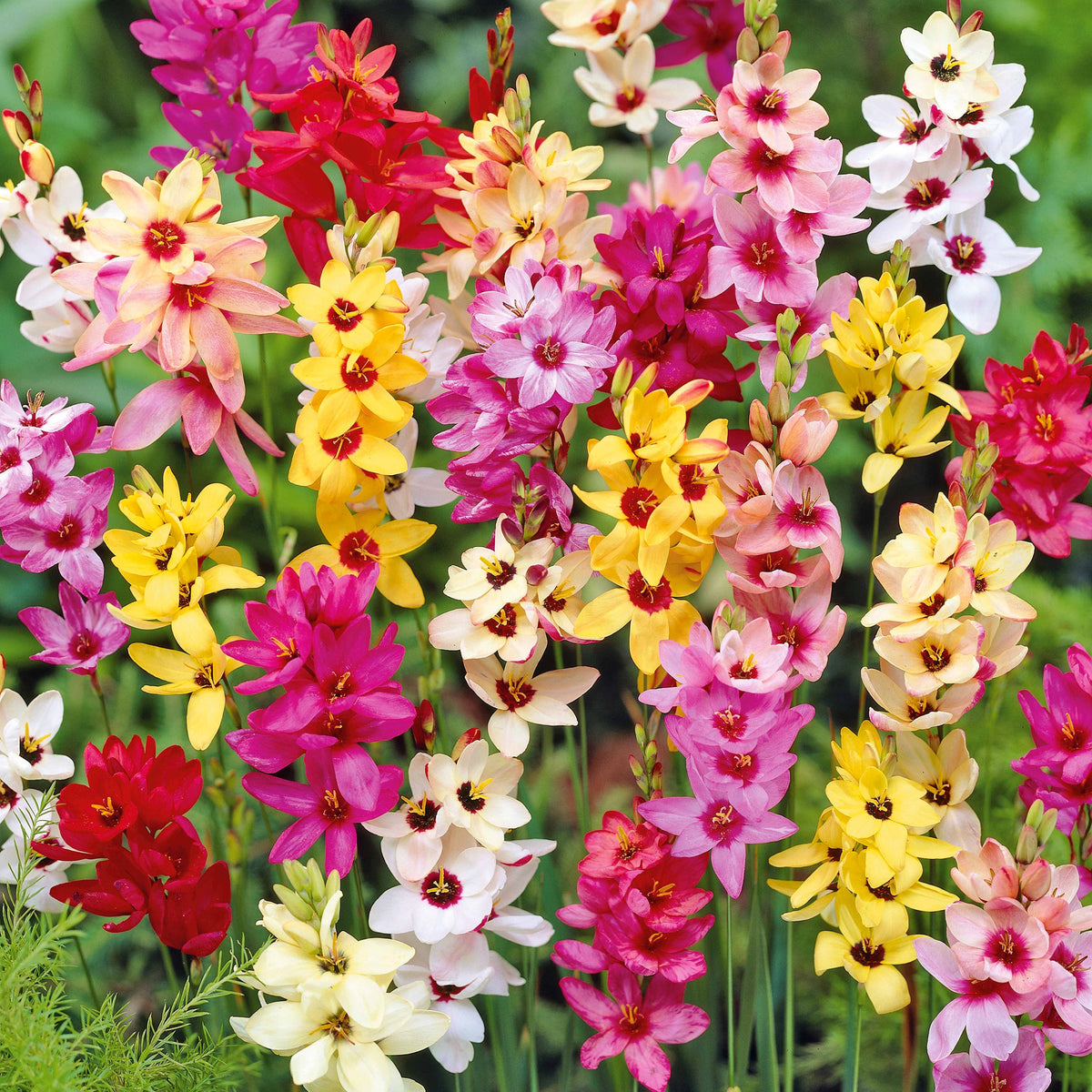 Ixia - Ixia - Mix - Gemengde bloembollen