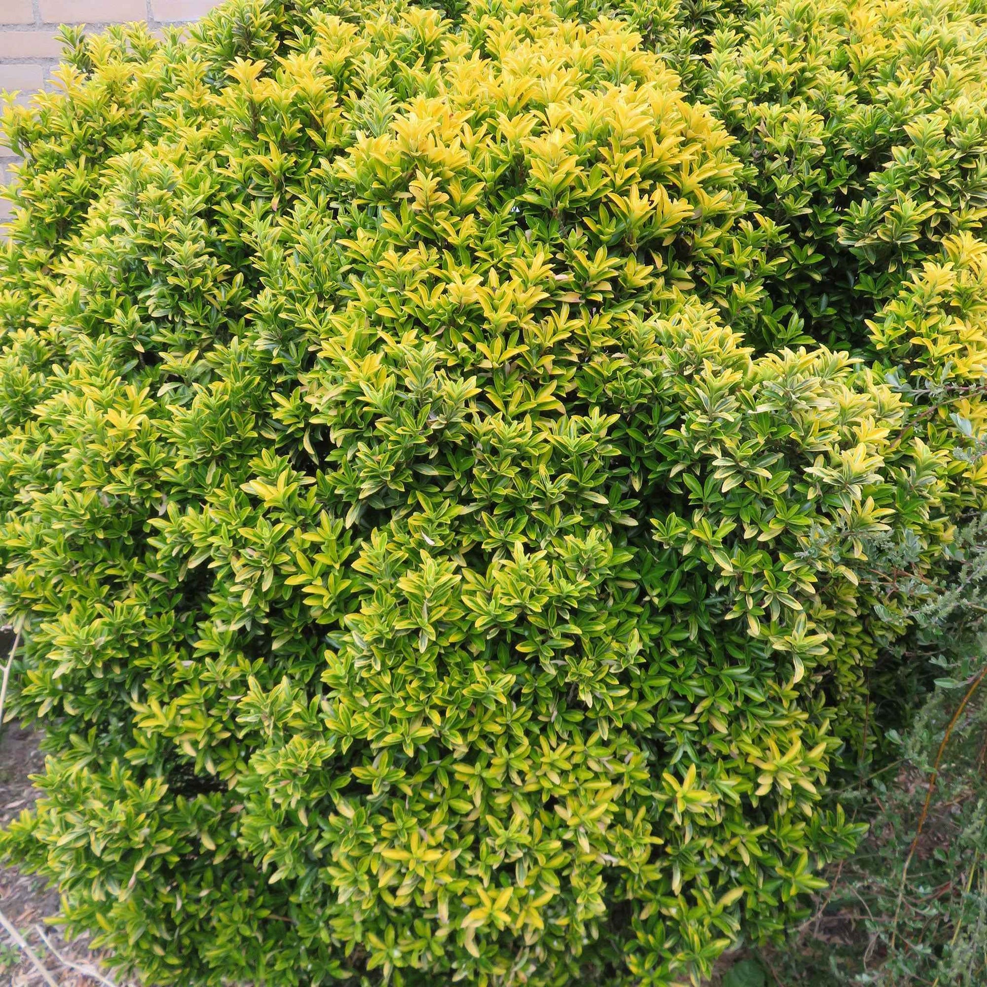 Japanse kardinaalsmuts 'Microphyllus Aureovariegatus' (x3) - Euonymus japonicus 'microphyllus aureovariegatus' - Tuinplanten