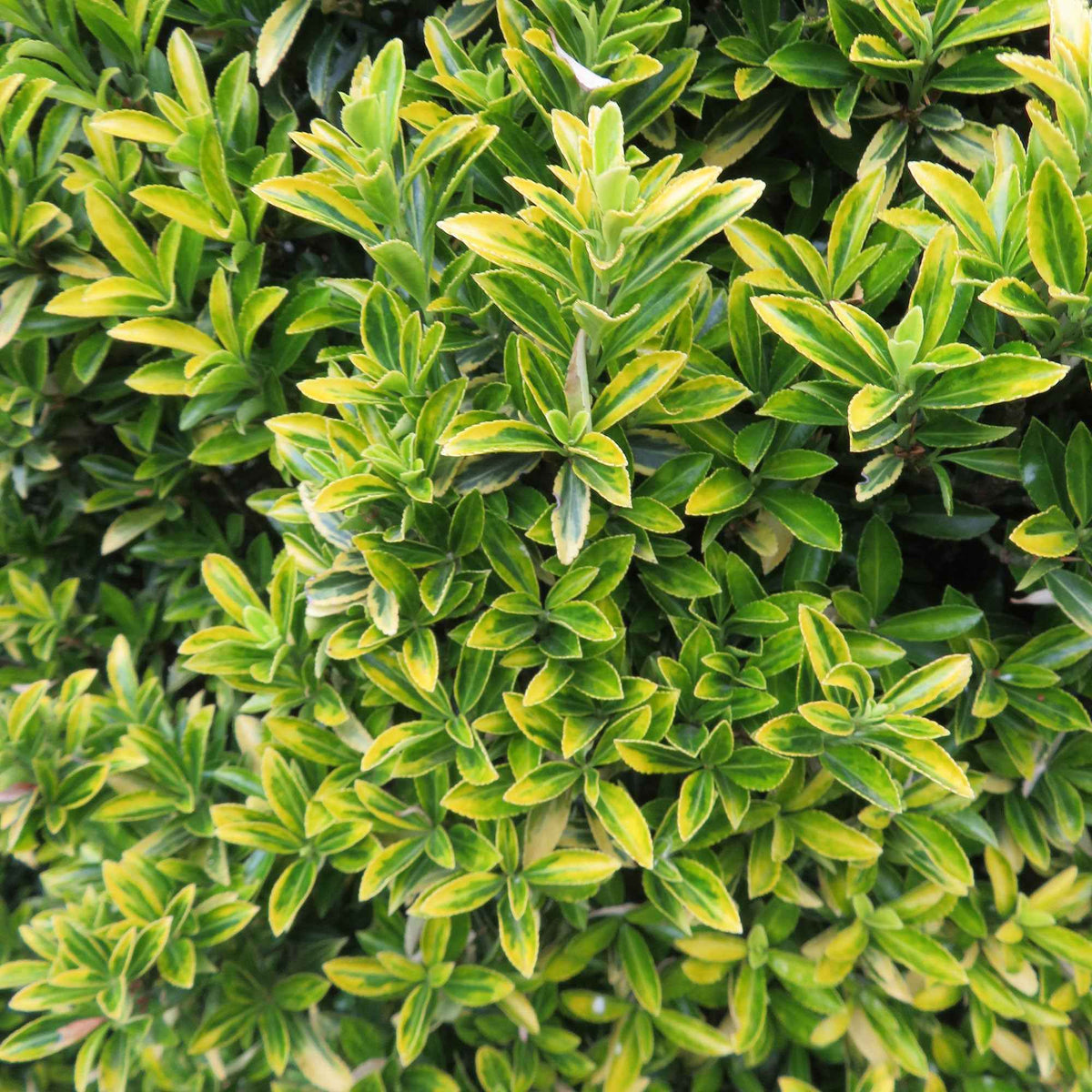 Euonymus japonicus microphyllus Aureovariegatus - Japanse kardinaalsmuts 'Microphyllus Aureovariegatus' - Bloeiende heesters