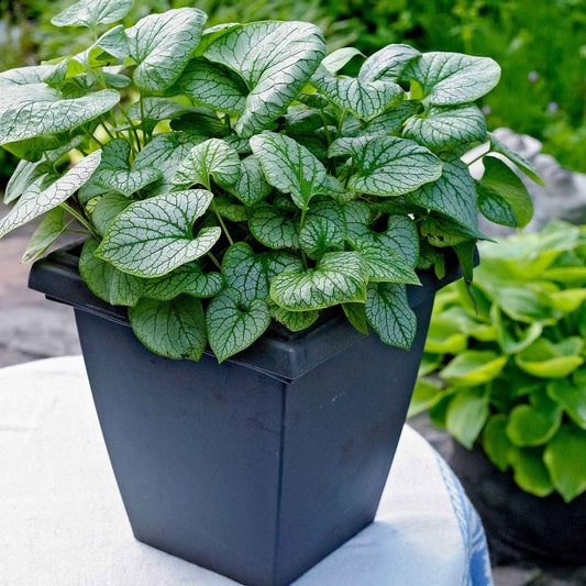 Kaukasische vergeet-mij-nietje 'Jack Frost' - Bakker