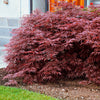 Japanse esdoorn 'Garnet' - Acer palmatum dissectum garnet - Tuinplanten