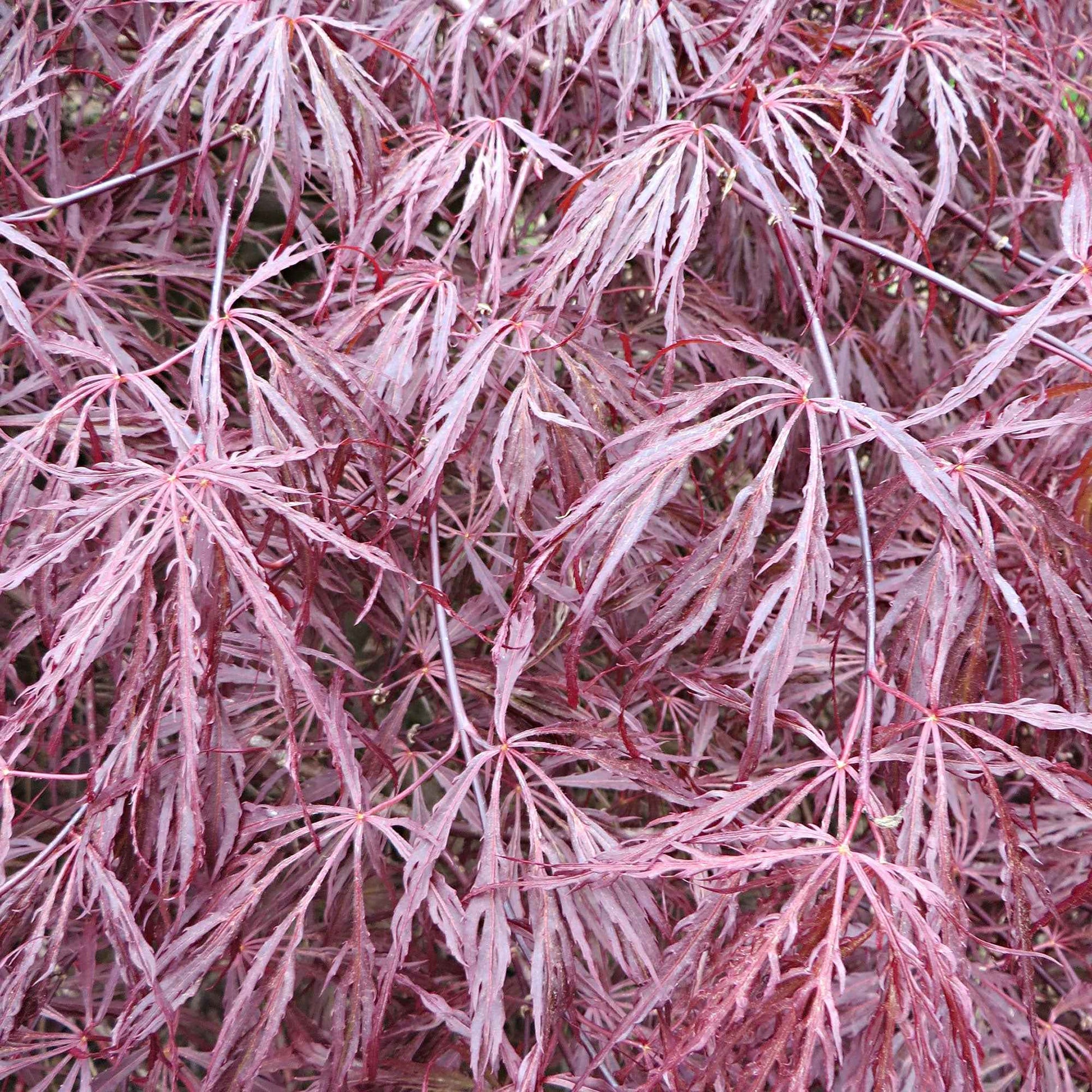 Japanse esdoorn 'Garnet' - Acer palmatum dissectum garnet - Japanse esdoorn