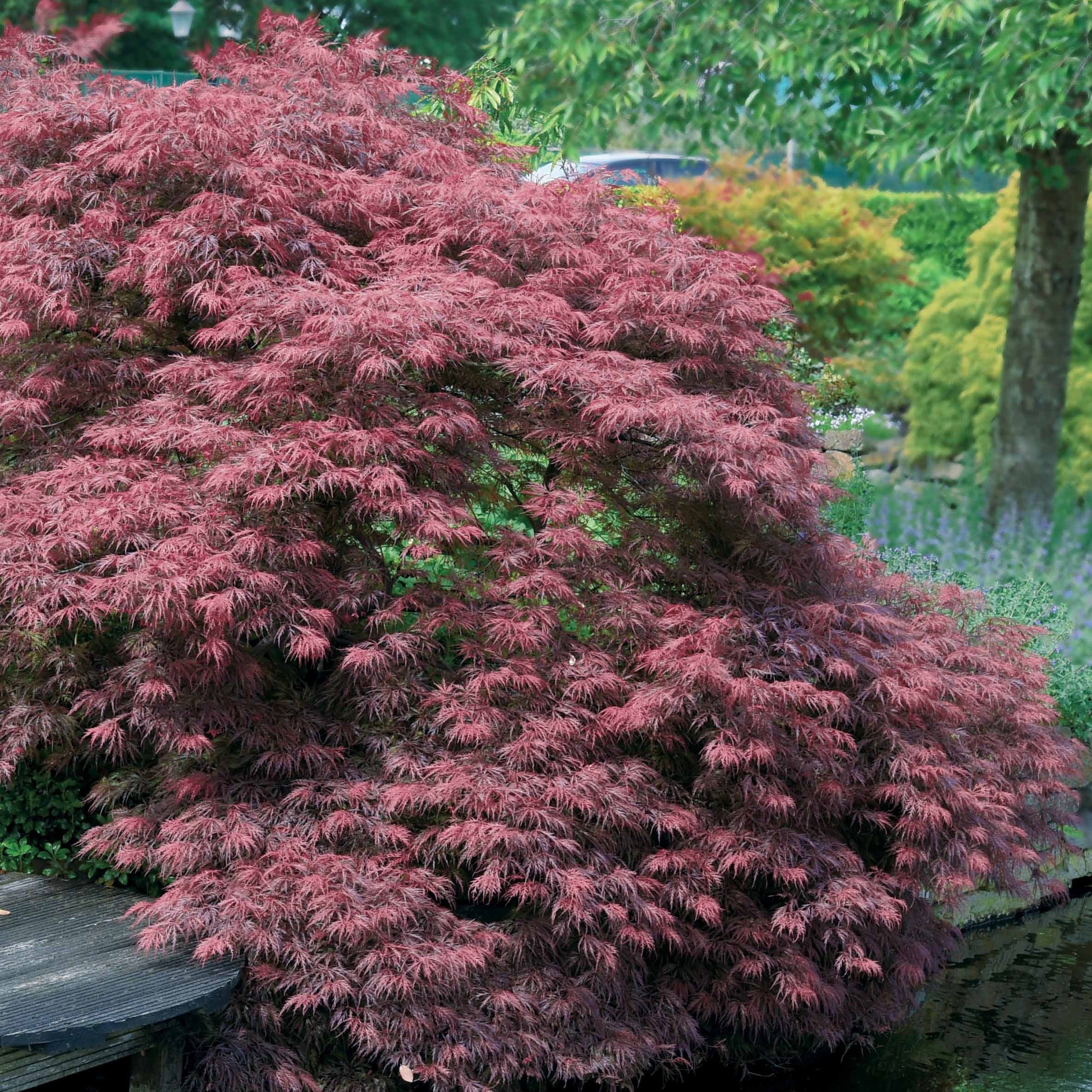 Verkoop Japanse esdoorn 'Garnet' - Acer palmatum dissectum Garnet