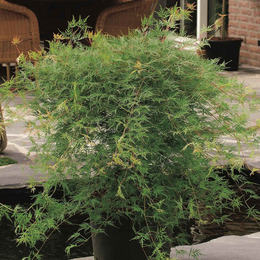 Japanse esdoorn 'Emerald Lace' - Acer palmatum emerald lace - Tuinplanten