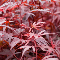 Japanse esdoorn 'Shaina' - Acer palmatum shaina - Plantsoort