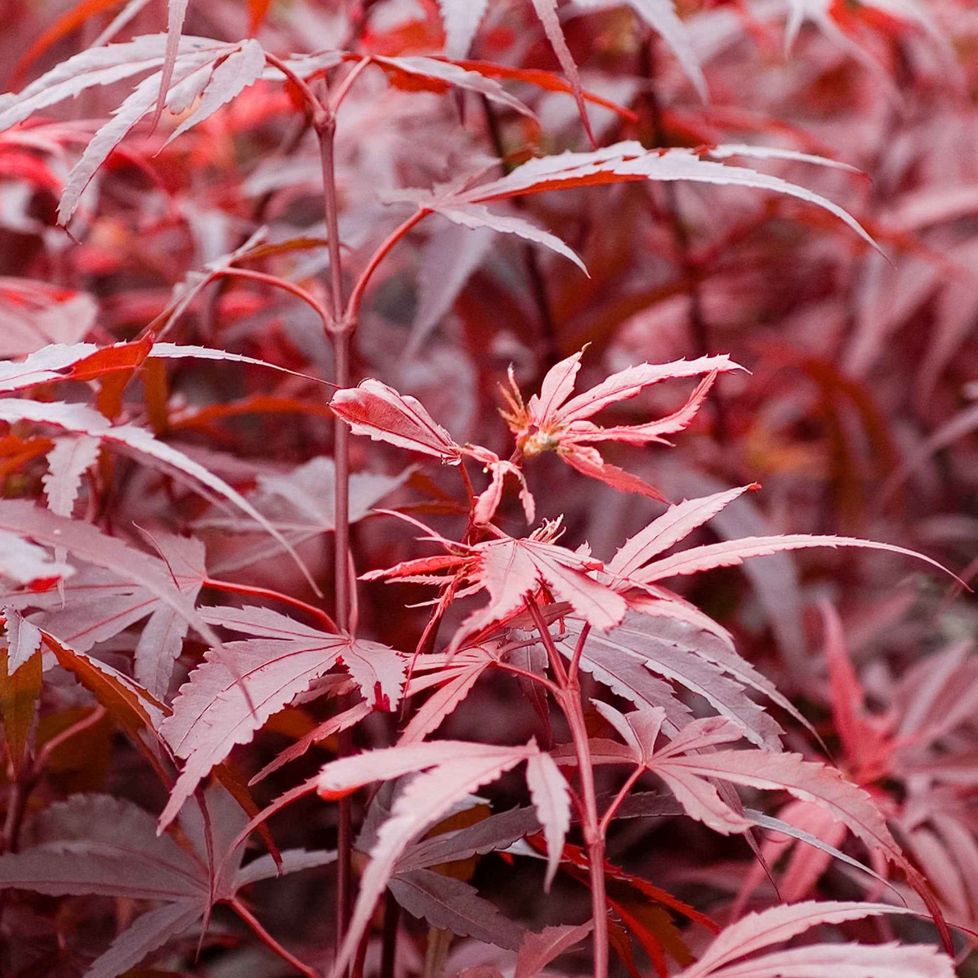 Japanse esdoorn 'Shaina' - Acer palmatum shaina - Plantsoort