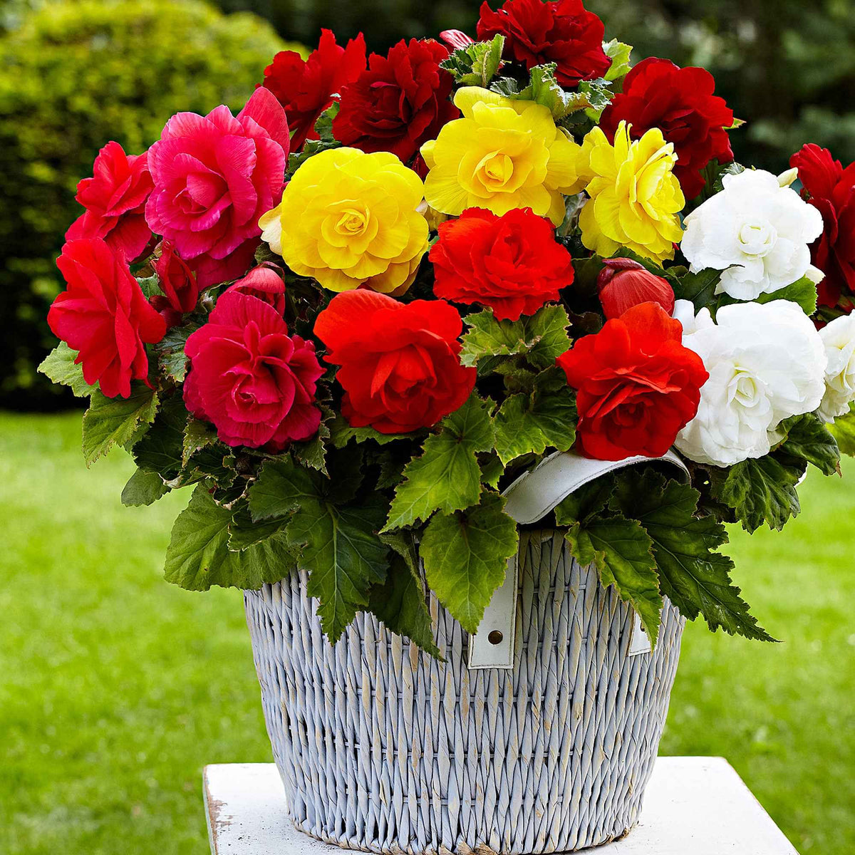 Dubbelbloemige Begonia Mix (x24) - Bakker