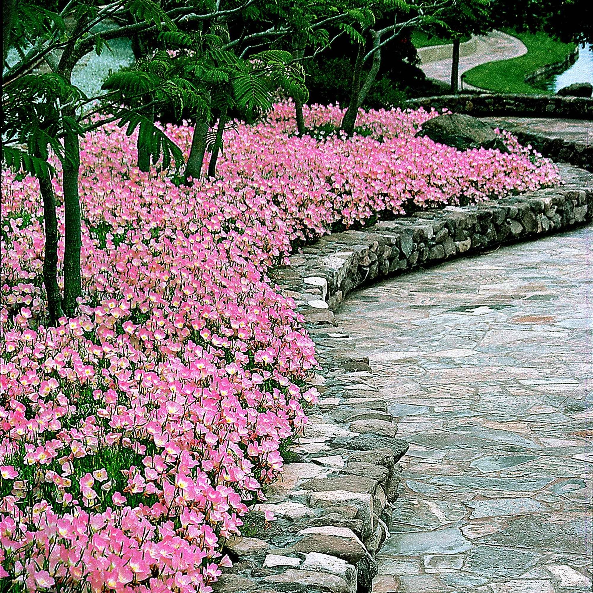 Teunisbloem 'Siskiyou Pink' (x2) - Oenothera speciosa siskiyou pink - Tuinplanten