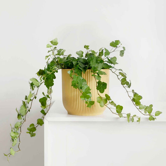 Klimop 'Wonder' - Bakker
