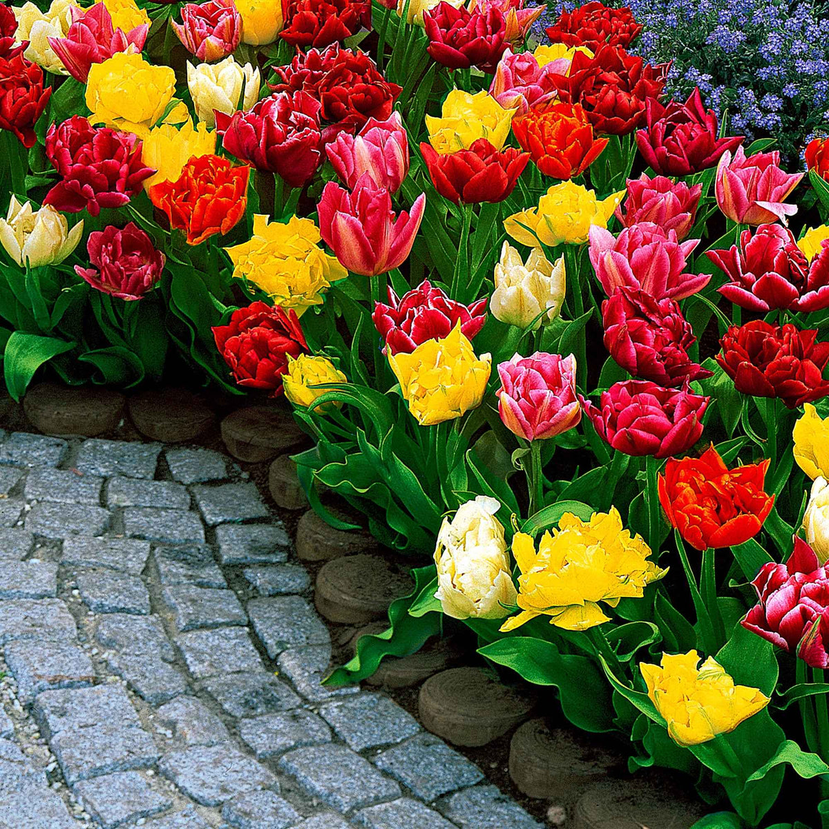 Dubbelbloemige tulp Mix 'Murillo' - Tulipa murillo - Bakker