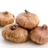 Gladiolus nanus - Dwerggladiool Mix (x20) - Gladiolen